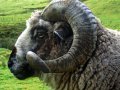 Schafe (Neuseeland)