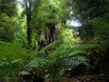Te Urewera Nationalpark (Neuseeland)