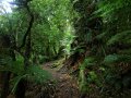Te Urewera Nationalpark (Neuseeland)