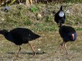 Pukeko (Neuseeland)