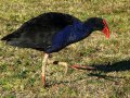 Pukeko (Neuseeland)