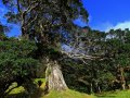 Coromandel Halbinsel (Neuseeland)