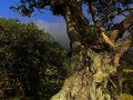 Coromandel Halbinsel (Neuseeland)