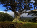 Coromandel Halbinsel (Neuseeland)