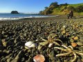 Coromandel Halbinsel (Neuseeland)