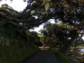 Coromandel Halbinsel (Neuseeland)