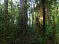 Kauri Baum im Waipoua Forest (Neuseeland)