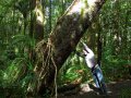 Kauri Baum im Waipoua Forest (Neuseeland)