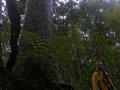 Kauri Baum im Waipoua Forest (Neuseeland)