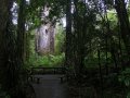 Kauri Baum im Waipoua Forest