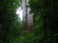 Kauri Baum im Waipoua Forest (Neuseeland)