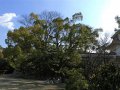 Okayama Castle (Japan)