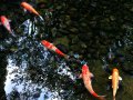 Koi im Korakuen Garten in Okayama (Japan)