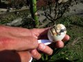 Balut