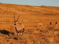Oryx im Kgalagadi-Transfrontier-Nationalpark