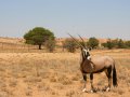Oryx Antilope im Kgalagadi-Transfrontier-Nationalpark