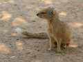 Mungo im Kgalagadi-Transfrontier-Nationalpark