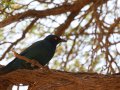 Vogel im Kgalagadi-Transfrontier-Nationalpark