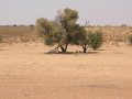 Geparden im Kgalagadi-Transfrontier-Nationalpark