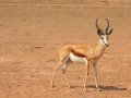 Springbock im Kgalagadi-Transfrontier-Nationalpark