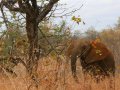 junger Elefant im Krüger Nationalpark