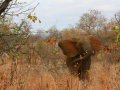junger Elefant im Krüger Nationalpark