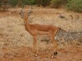 Impala im Krüger Nationalpark