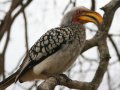 Südlicher Gelbschnabeltoko (Nashornvogel) im Krüger Nationalpark