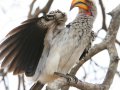 Südlicher Gelbschnabeltoko (Nashornvogel) im Krüger Nationalpark