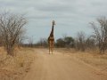 Giraffe im Krüger Nationalpark