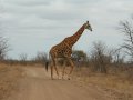 Giraffe im Krüger Nationalpark