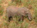 Elefant im Krüger Nationalpark