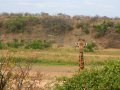 Giraffe im Krüger Nationalpark