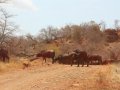 afrikanische Büffel im Krüger Nationalpark