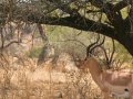 Impala im Krüger Nationalpark