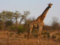 Giraffe im Krüger Nationalpark