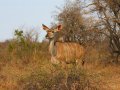 Kudu im Krüger Nationalpark