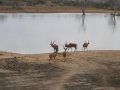 Kudus im Krüger Nationalpark