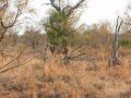 angefressenes Zebra im Krüger Nationalpark