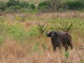 afrikanischer Büffel im Hluhluwe-iMfolozi-Park