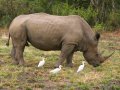 Nashorn im Hluhluwe-iMfolozi-Park