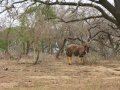 Nyala im Hluhluwe-iMfolozi-Park