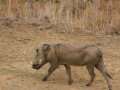 Warzenschwein im Hluhluwe-iMfolozi-Park