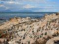 Pinguine an der Bettys Bay