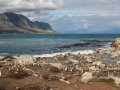 Pinguine an der Bettys Bay