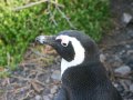 Pinguine an der Bettys Bay