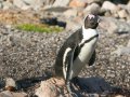Pinguine an der Bettys Bay