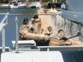 Seevögel auf Schiff in Kapstadt