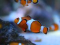 Nemo im Aquarium in Kapstadt