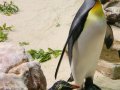 Pinguin im Aquarium in Kapstadt
